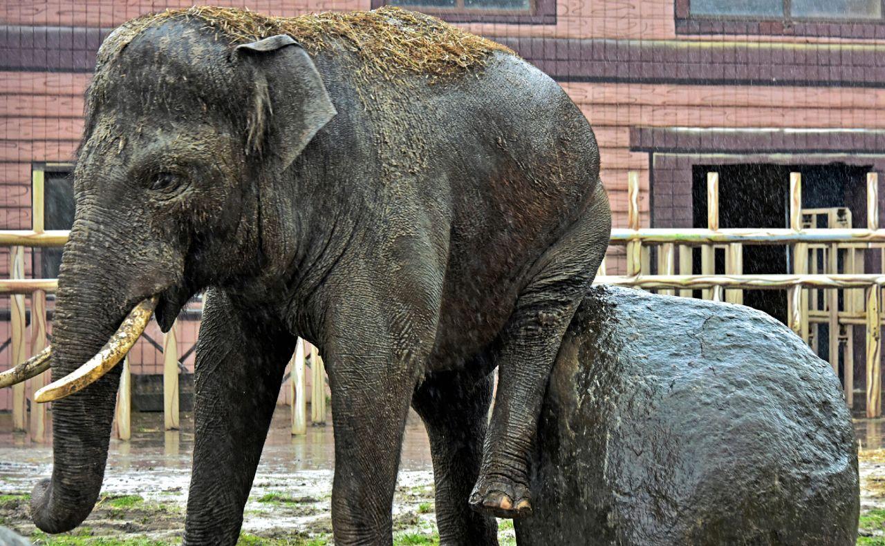 Стаття Киян запрошують погодувати слона у Київзоо Ранкове місто. Київ