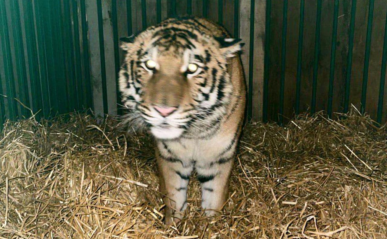 Стаття На Київщині передали тигра з приватного зоопарку до Центру порятунку Ранкове місто. Київ