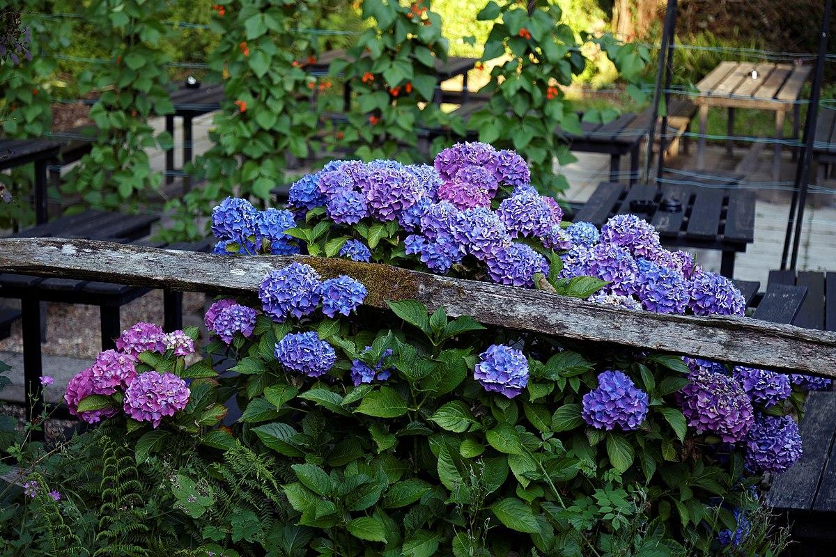 Стаття Три види садових рослин, які потрібно обрізати в квітні для сильного нового росту влітку Ранкове місто. Київ