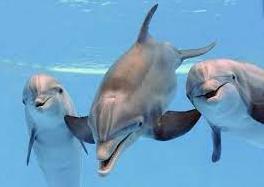 Стаття Заради дельфінів: на Одещині розширять акваторію національного парку Ранкове місто. Київ