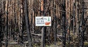 Стаття 9 тисяч нових саджанців: як відновлюються ліси Донеччини та які існують проблеми Ранкове місто. Київ