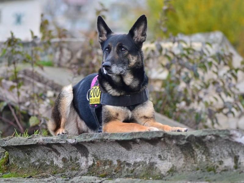 Стаття Зооактивісти зібрали кошти на авто та спорядження для собак-рятувальників Ранкове місто. Київ