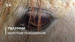 Стаття «Він не жирував»: під Одесою жінка заморила коня голодом до смерті (фото) Ранкове місто. Київ