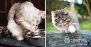 Стаття Для чого кіт торкається води лапами перед тим, як пити: є чотири причини Ранкове місто. Київ