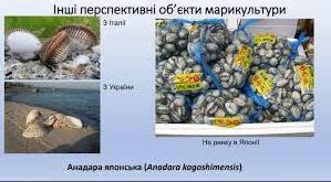 Стаття На Одещині планують запустити проєкт з розведення морських делікатесів (фото) Ранкове місто. Київ