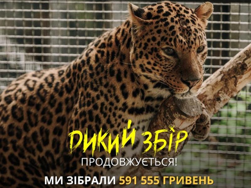 Стаття Триває “Дикий збір” на комплекс із 10 вольєрів для левів, тигрів, леопардів, які живуть у передмісті Ранкове місто. Київ