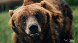 Стаття «Їх продали як смертників»: під Києвом реабілітують ведмедів, скалічених у звіринцях та цирках Ранкове місто. Київ