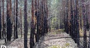 Стаття «Лиманське лісництво» відроджує ліси Лиманщини Ранкове місто. Київ