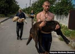 Стаття Затоплені та виснажені: волонтери рятують домашніх тварин після руйнування Каховської ГЕС Ранкове місто. Київ