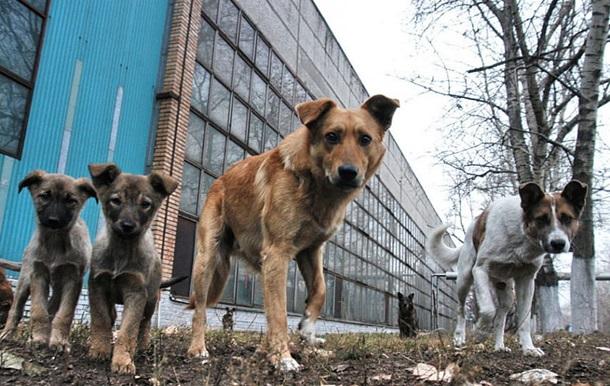 Стаття У Слов’янську готуються до стерилізації безпритульних тварин Ранкове місто. Київ