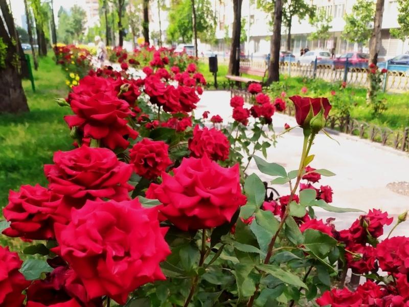 Стаття Краса і пахощі: пішохідна зона на Печерську потопає у кущах троянд Ранкове місто. Київ