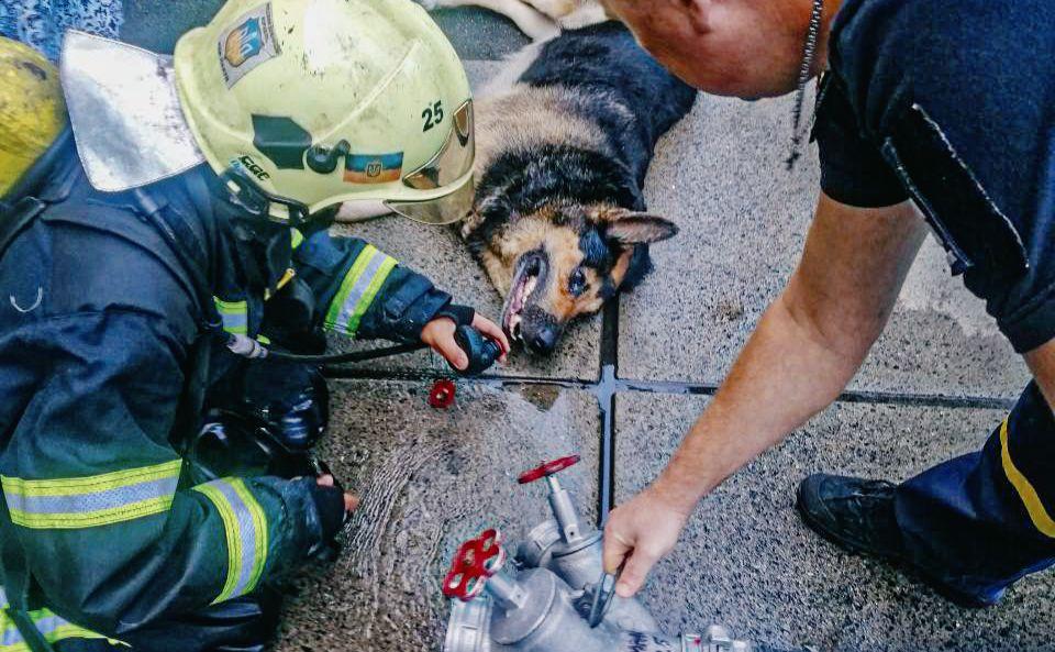 Стаття На Оболоні врятували собаку, який отруївся чадним газом Ранкове місто. Київ