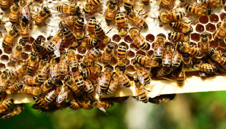 Стаття Ремесло Сватівських бджолярів визнали нематеріальною культурною спадщиною України Ранкове місто. Київ