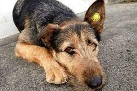 Стаття За фактом отруєння собак у Тарутине відкрили кримінальне провадження Ранкове місто. Київ