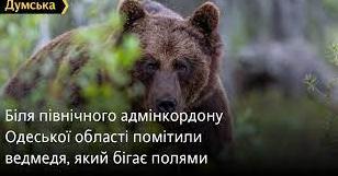 Стаття Біля північного адмінкордону Одеської області помітили ведмедя, який бігає полями Ранкове місто. Київ