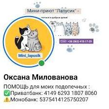 Стаття Треба допомога: від ракетного удару рф в Одесі постраждав котячий притулок (фото) Ранкове місто. Київ