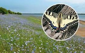 Стаття У парку «Тузловські лимани» показали величезних метеликів: розмах крил до 15 см (фото) Ранкове місто. Київ