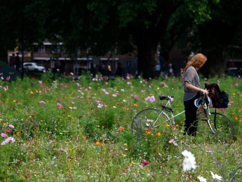 Стаття У парках Києва майже все літо не косять траву задля збереження довкілля – що відомо про новацію Ранкове місто. Київ