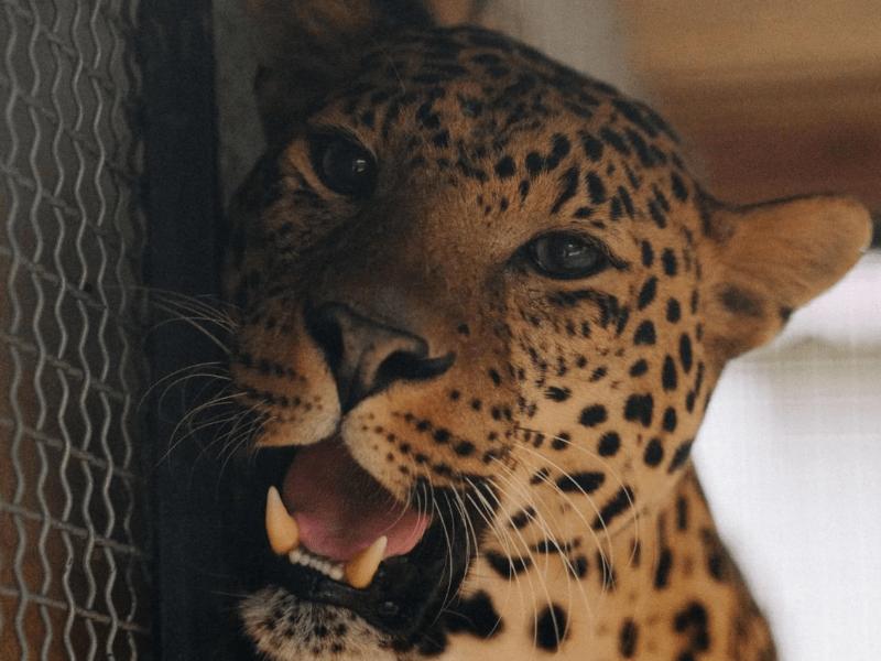 Стаття Леопард Брейв з Центру порятунку диких тварин шукає віртуального друга-опікуна (фото) Ранкове місто. Київ