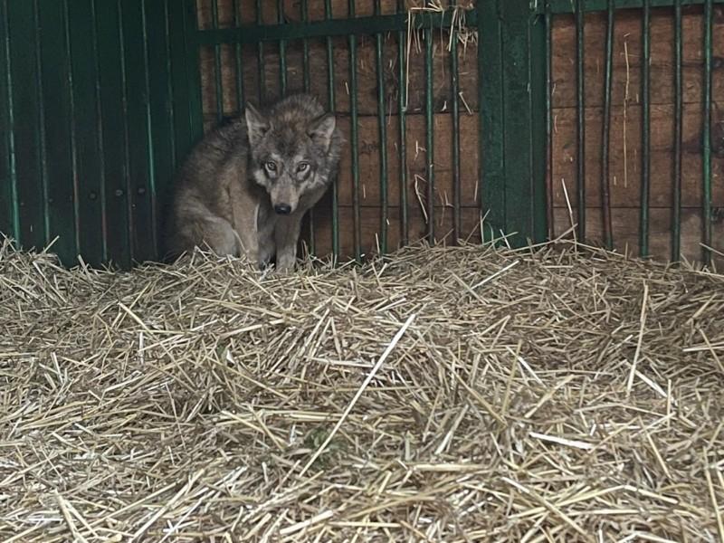Стаття Придбали песика, а виявилось, що то вовк – як дика тварина втратила шанс на природні умови життя Ранкове місто. Київ