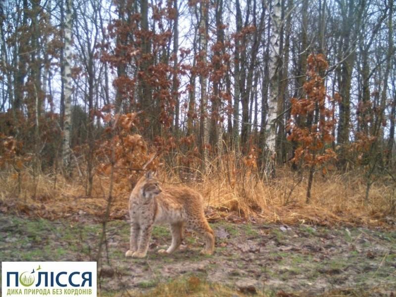Стаття У Чорнобилі з’явилася тварина, яку екологи не фіксували від минулого століття Ранкове місто. Київ