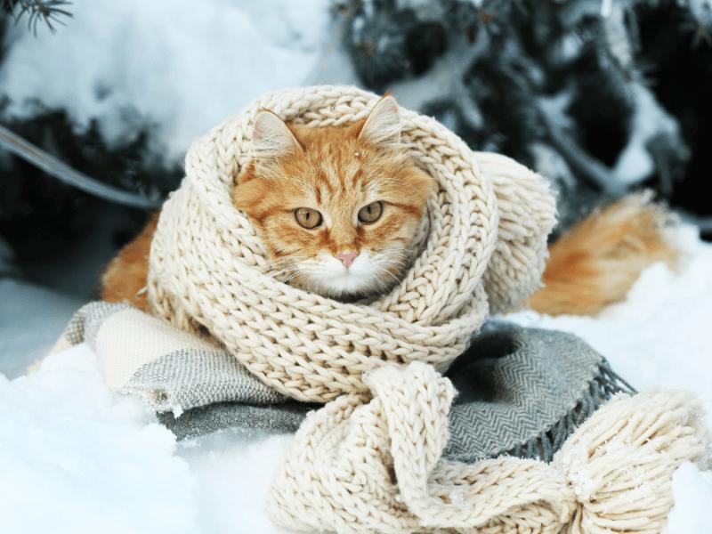 Стаття У Києві вхурделило, бережіть улюбленців: за якої температури замерзає кіт Ранкове місто. Київ