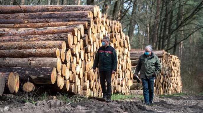 Стаття У Рівненській області звільнили всіх керівників лісгоспів Ранкове місто. Київ