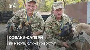 Стаття «Чотирилапі захисники»: як в Одесі готують собак-саперів до роботи на передовій (фото, відео) Ранкове місто. Київ