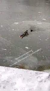 Стаття Житомирянин кинувся у крижану воду, щоб врятувати собаку, яка провалилася в ополонку. ВIДЕО Ранкове місто. Київ