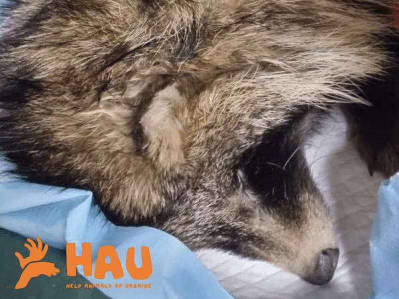 Стаття Лікарі намагаються врятувати єнотоподібного собаку, якого знайшли зі зламаним тазом Ранкове місто. Київ