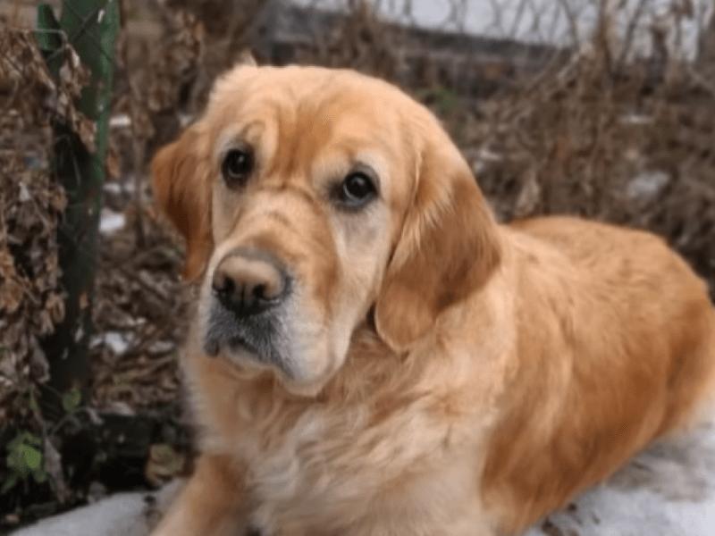 Стаття На Київщині найшлася собака-поводир Плюша, яку шукали два роки Ранкове місто. Київ