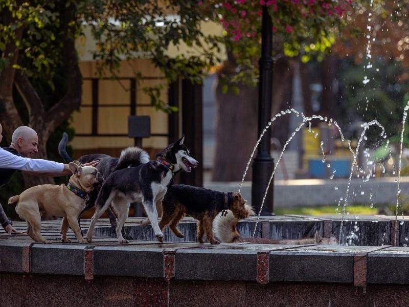 Стаття У столиці оновлять правила утримання тварин – від киян чекають активної участі (КОНТАКТИ) Ранкове місто. Київ