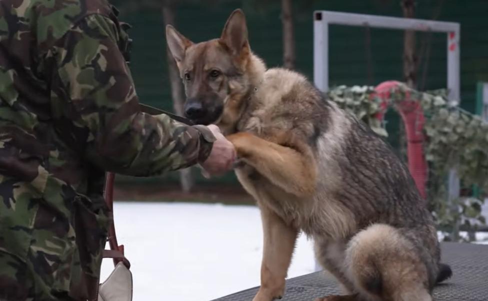 Стаття У колишній резиденції Януковича тренують собак для ЗСУ Ранкове місто. Київ