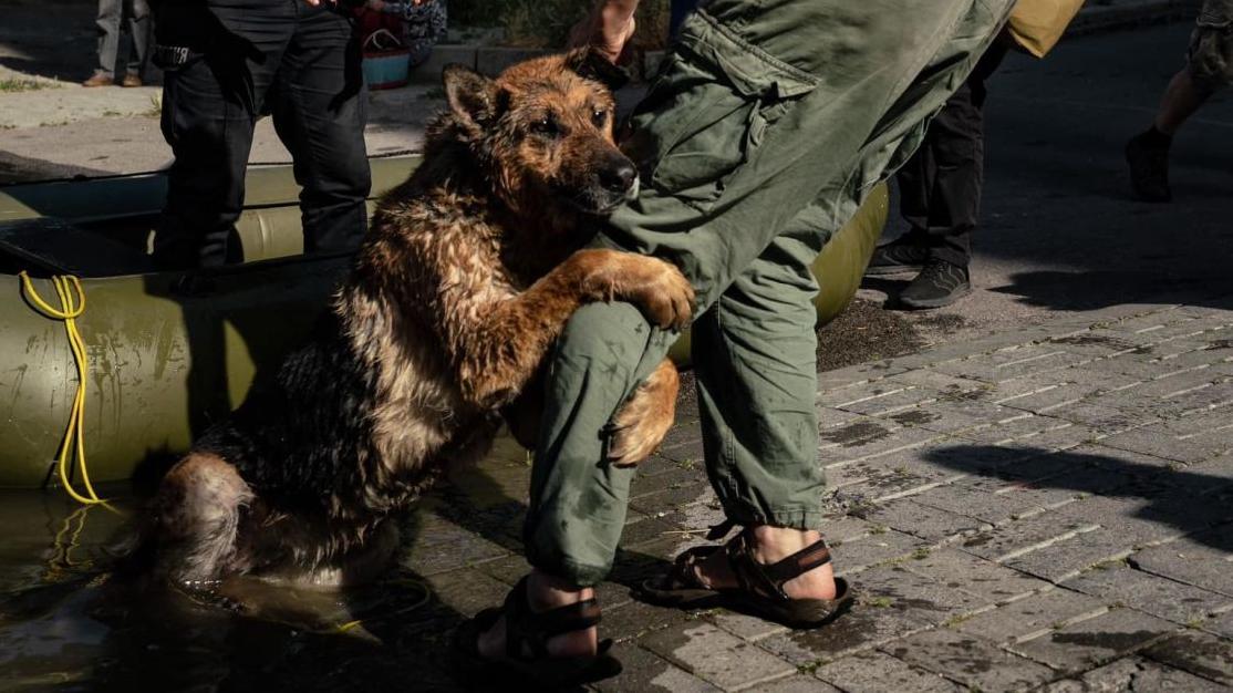 Стаття Собака Багира, яка пережила трагедію на Каховській ГЕС, знайшла нових власників Ранкове місто. Київ