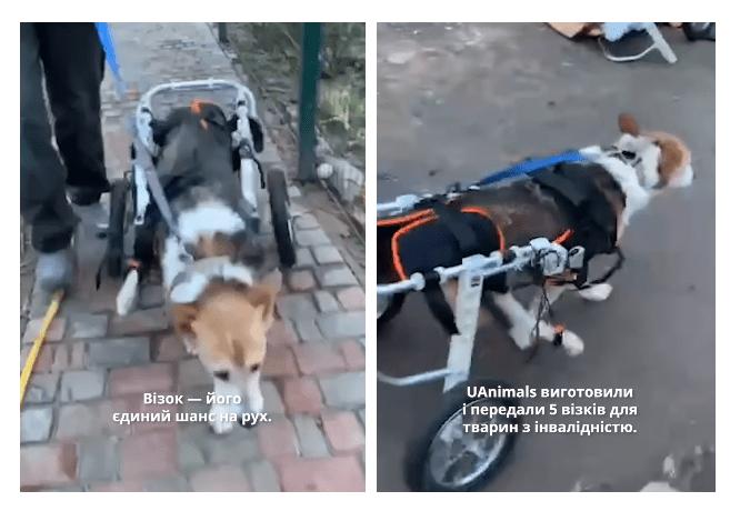 Стаття У притулок на Київщині купили візки для собак з інвалідністю Ранкове місто. Київ