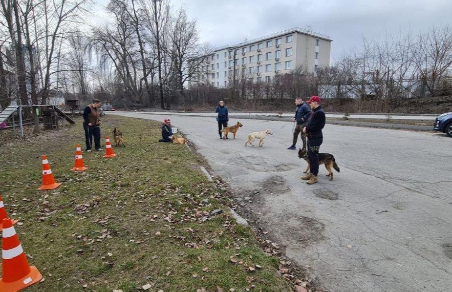 Стаття Київські школярі передали корм притулку для тварин Ранкове місто. Київ