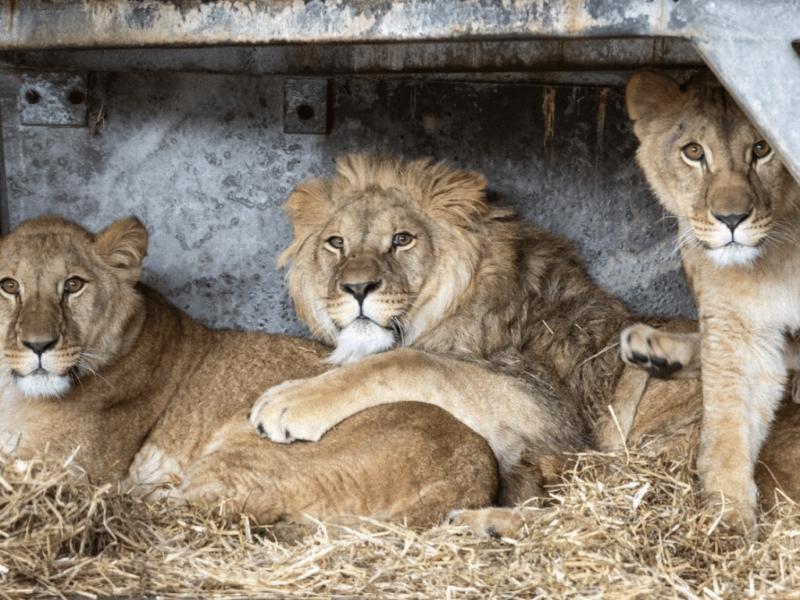 Стаття Тікали від вибухів: четверо левів з Центру порятунку тепер житимуть в Англії Ранкове місто. Київ
