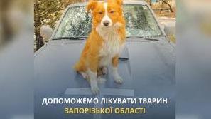 Стаття UAnimals запускає проєкт допомоги тваринам Запорізької області Ранкове місто. Київ