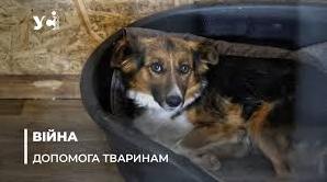 Стаття Притулок «Мішаня»: як в Херсоні рятують покинутих та поранених тварин (фото) Ранкове місто. Київ