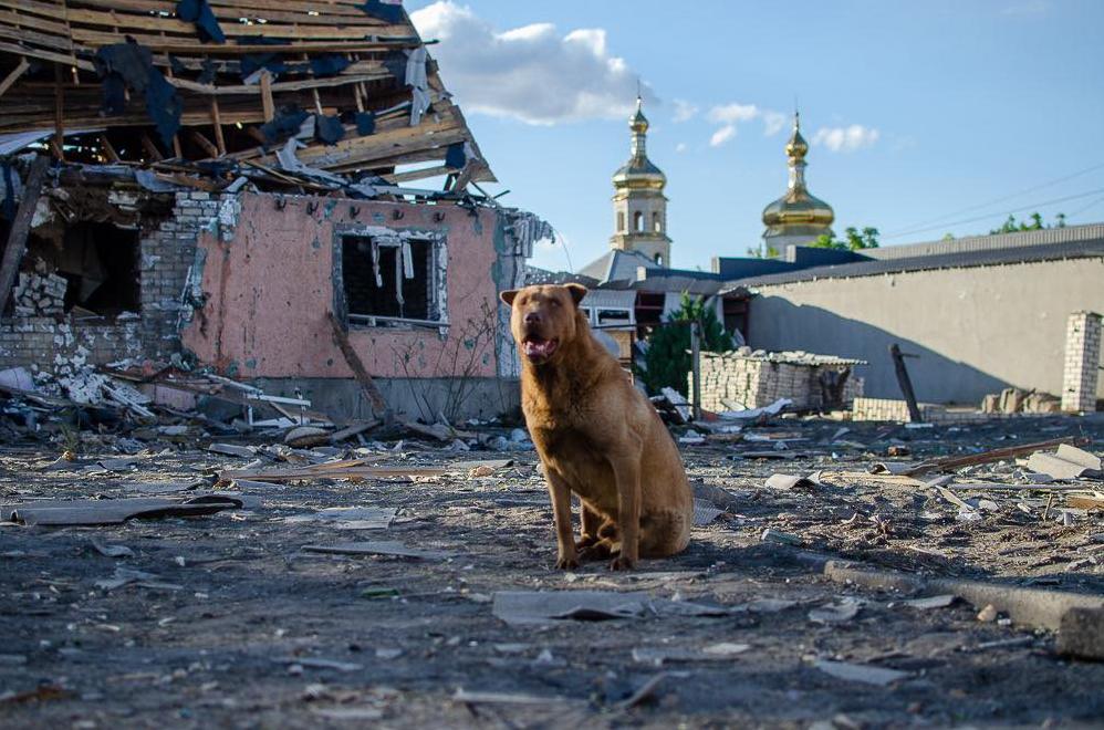 Стаття Уроки вірності від тварин: він залишився сам, після чергового обстрілу не полишає свій дім Ранкове місто. Київ