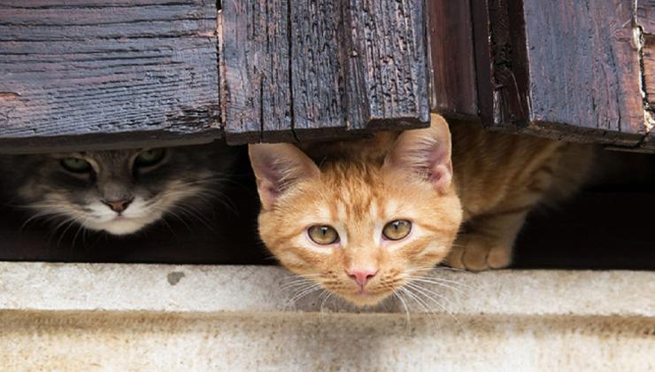Стаття Чим відрізняється характер кота від кішки, пояснили експерти Ранкове місто. Київ