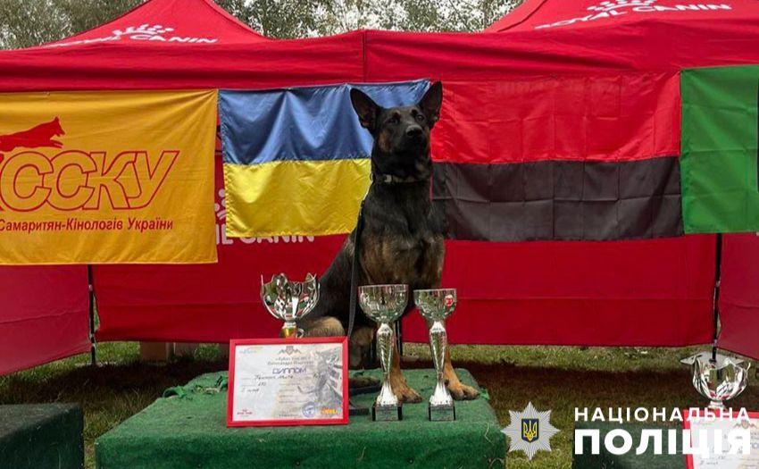 Стаття Столичний пес Базз тепер кращий собака з пошуку вибухівки Ранкове місто. Київ