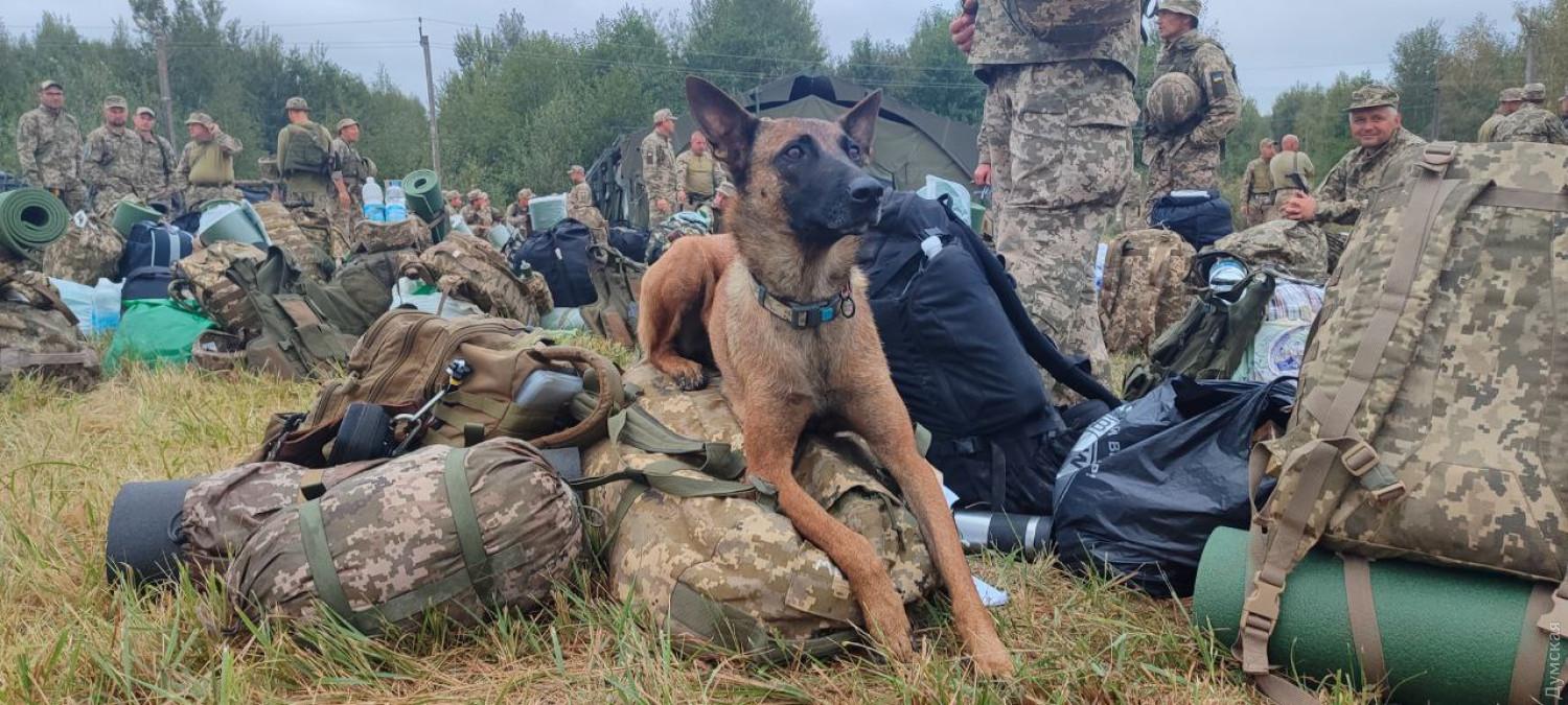 Стаття Справжня дружба: одесит пішов служити на фронт разом зі своїм собакою Ранкове місто. Київ