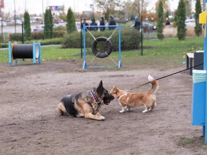 Стаття У Дарницьому районі з’явився майданчик для вигулу і тренування песиків Ранкове місто. Київ