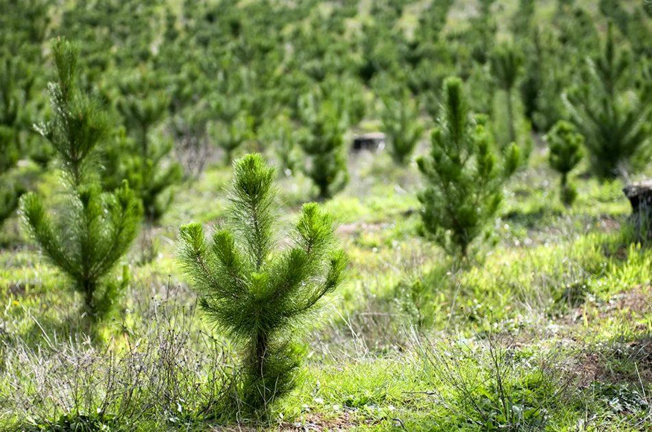 Стаття До кінця 2024 року в Одеській та Миколаївській областях з’явиться 4,7 тисячі гектарів нових лісів Ранкове місто. Київ